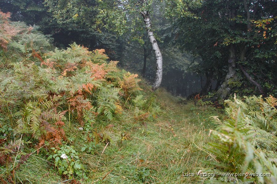 -20 Di nuovo nel bosco.jpg